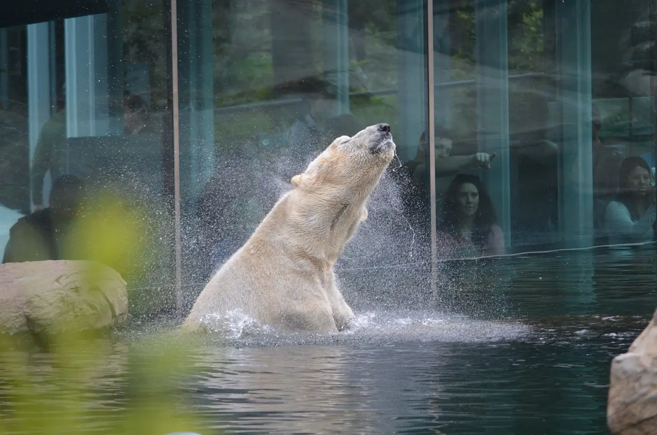 san-diego-zoo polar-bear-in san-diego-zoo