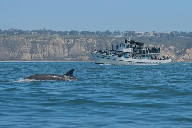 whale watching San Diego whale-watching-San-Diego
