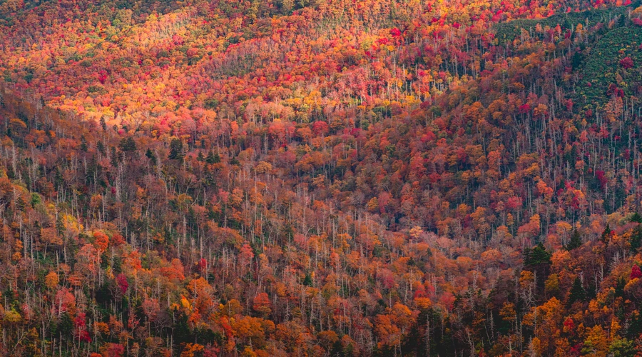 Greak Smoky Mountains, USA during fall foliage season