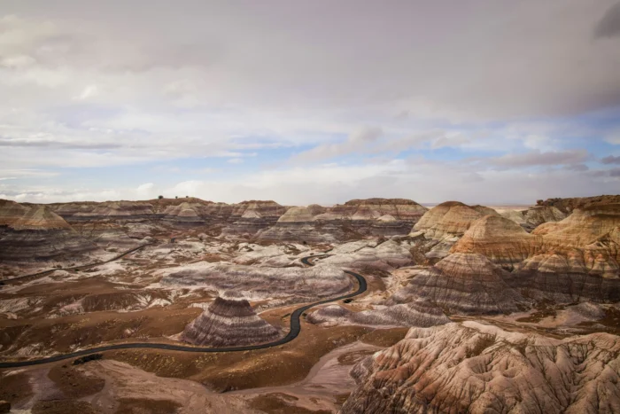 Petrified forest