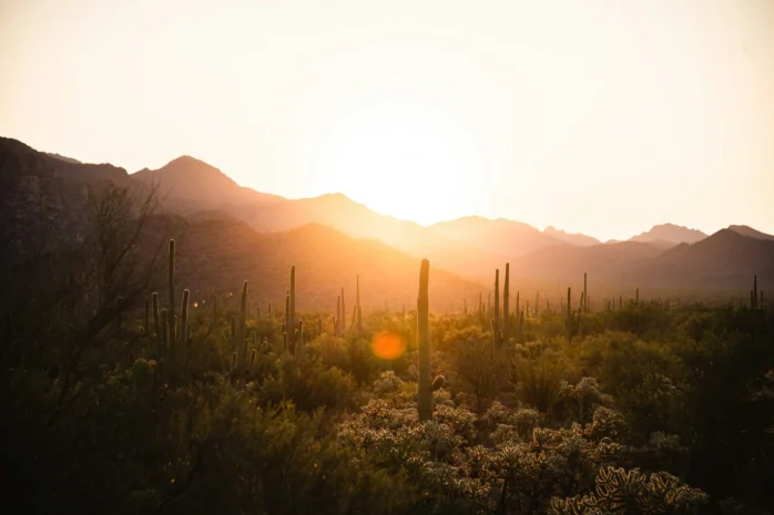 Saguaro national park