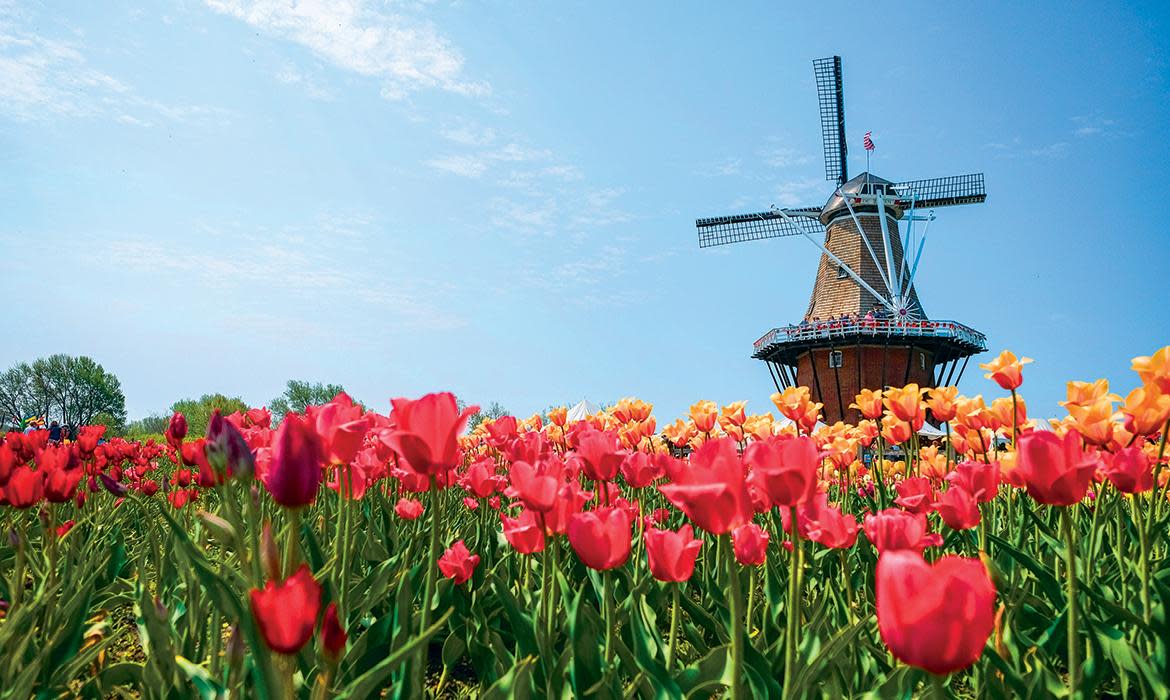 SM_WindmillTulips_1170x700_0_2__7d883a1f-3d18-4548-a92d-f1c40364b07f