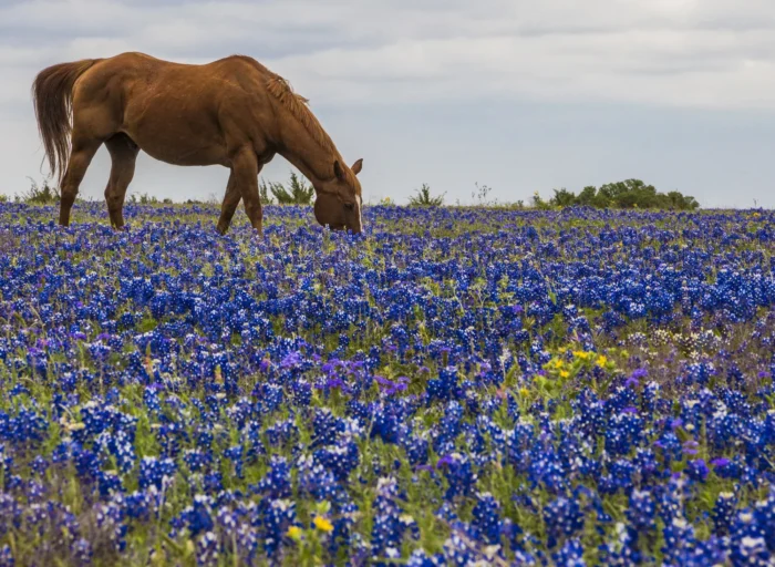 Texas Hill Bluebonnets