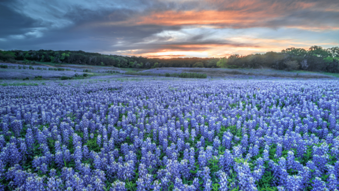 Texas Hill Country When the Bluebonnets Appear