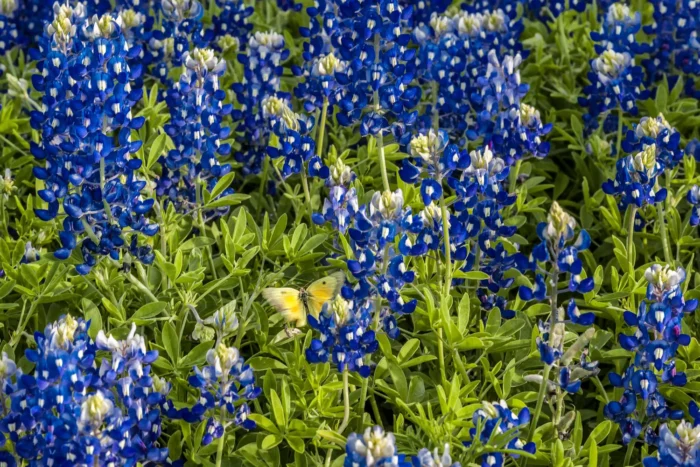 Texas+bluebonnet+tours