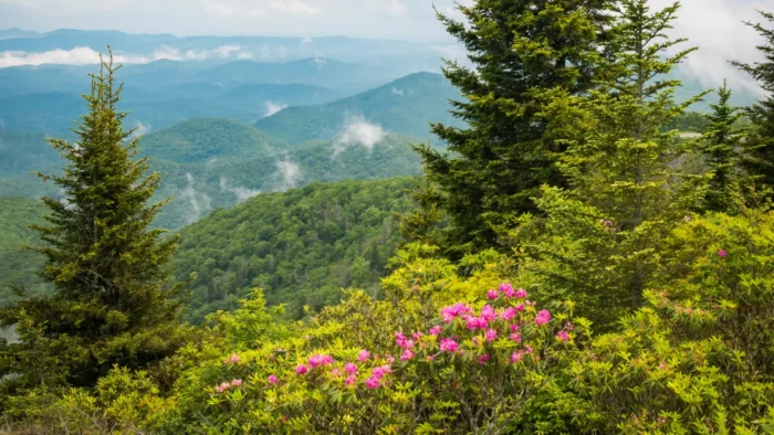 april-smoky-mountains-wildflowers-mist