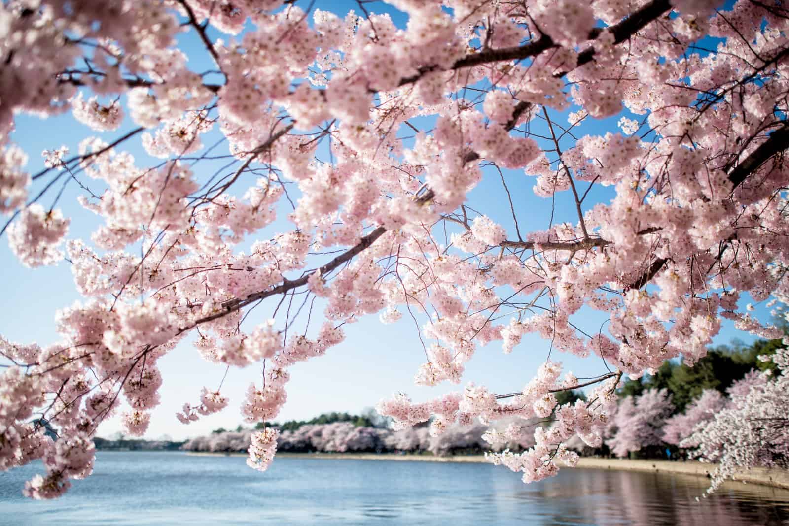 cherry-blossoms-washington-dc-april-01-2019-418x