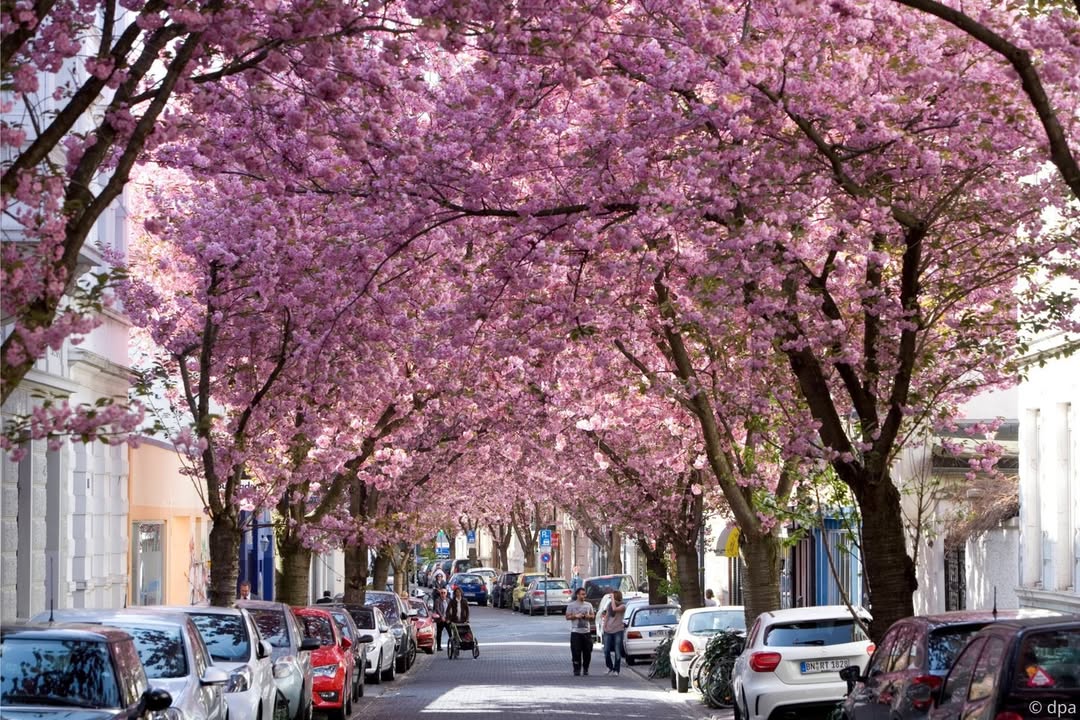 germanyinusa_1743519728_3601226791218373771_974692769