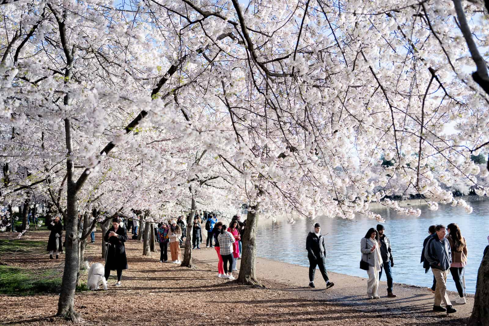 washington-dc-cherry-blossoms-march-24-2024-53-cherryblossomwatch-com